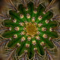 Golden Torch Cereus